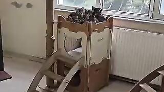 Six tiny kittens who cannot be separated