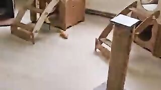 I’m stepping in as a father to the tiny kitten