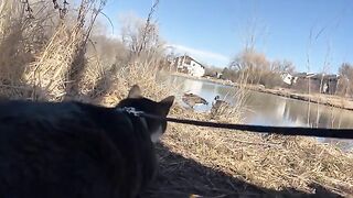 Silly  Goose