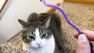 I stole all my cat's thoughts