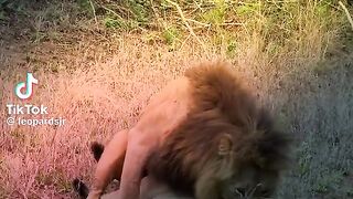 Lion King is Horney Take Advantage of Sleeping Liones
