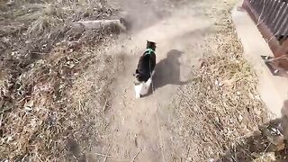 Walking My Cat Let's Play