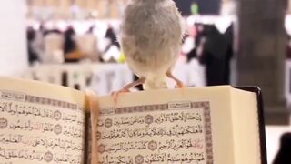 صل علي نبينا محمد صل لله عليه وسلم