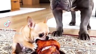 Dogs funny video moment