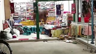 গরুই যখন দোকানের বিক্রেতা