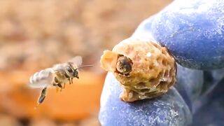 মৌচাকে_দুটি_রানী_মৌমাছি_হলে_কি_হবে