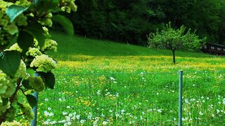 Swiss Alps Nature Documentary | Beautiful Switzerland
