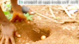 দেখুন কিভাবে ডিমের চাষ করা হয়