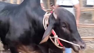 অল্পের জন্য আনাস হুজুর র_ক্ষা পেলো___