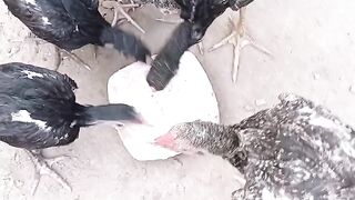 Beautiful chicks 4