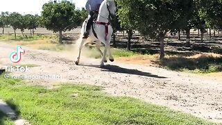 Beautiful Horse Dance 2