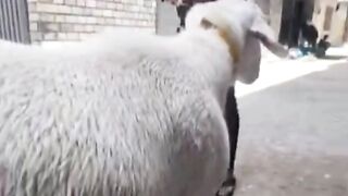 Sheep for sale 2