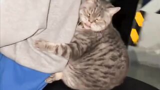 cat cute 12