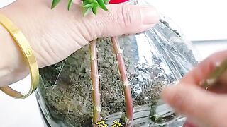 How to grow flowers at home or on the roof of your house?