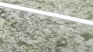 MANFAAT dan FUNGSI kolam TANDON dalam budidaya ikan LELE 2