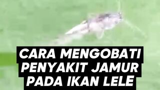 Cara MENGOBATI Penyakit JAMUR pada ikan LELE