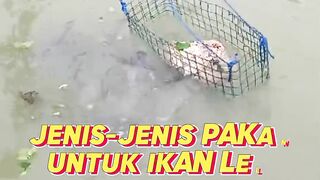 Berikut ini adalah jenis-jenis pakan untuk ikan lele