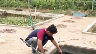 Musuh UTAMA para pembudidaya LELE media Jaring KERAMBA