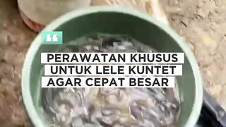 Cara MERAWAT ikan lele (KUNTET) lambat tumbuh agar CEPAT BESAR