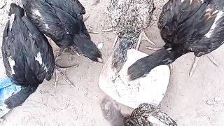 Aseel chicks 7