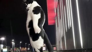 Dancing cat ai