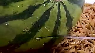 তরমুজের ভিডিও  ????