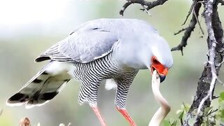 No escape No mercy Just nature in its rawest form.