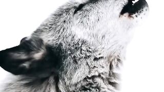 Dê uma nota de 1 a 10___Quem mais ama esses animais lindos?