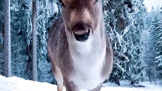 Diminua o ritmo e tudo o que você está perseguindo virá e te alcançará ❄️????
