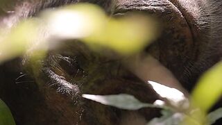 Busca da alma __chimpanzé _chimpanzé _kibale