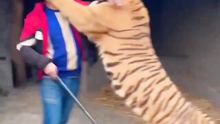 Agressive Tigers