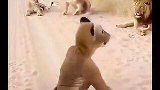 This viral clip might look like a man casually blending into a pride of lions_but there_s more to it than meets the eye ????