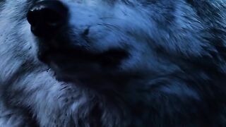 Esses animais são tão incríveis que podem não estar fazendo absolutamente nada e ainda assim impor respeito ????