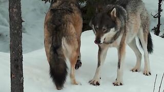 O animal mais controverso aqui na Noruega. Ou você ama ou odeia. __Eu defendo a vida selvagem. E você?