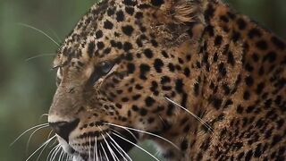 ✨Leopardo indiano. ????