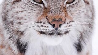 O inverno é bom para uma coisa: animais fofinhos