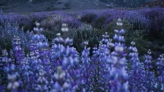 Tenha paciência consigo mesmo. Nada na natureza floresce o ano todo.