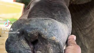 Elephant Big Male Banana Close up