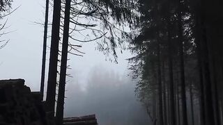 Caminhada relaxante na floresta ????