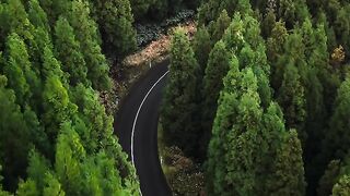 Perseguindo as curvas pela floresta. ????