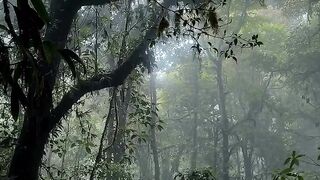 Vibrações de floresta enevoada ????