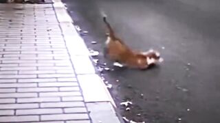 Funny Cat dance