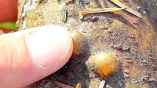 Building Wooden Log Cabin in ???????? Forest Survival House Step by Step "7"#facts #amazingfacts 6