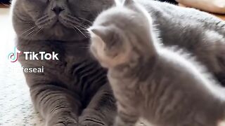 Cat Family 2