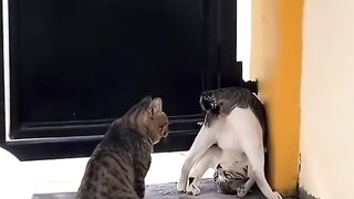 Cat???? 6