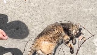 ​Nap time for this cool cat