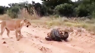 Lion ????????️????????????????????????