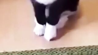 Laugh with animals