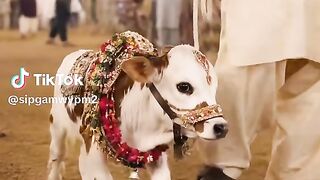 So Cute Cow