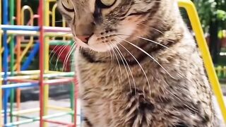 Amazing cats 41
